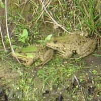 Marsh Frog